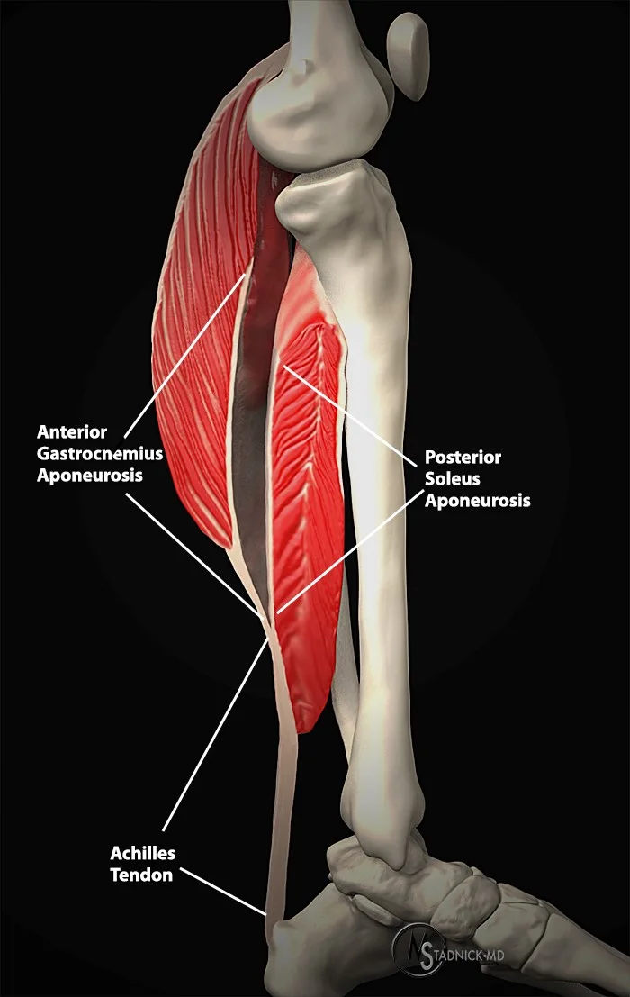 Calf Aponeurosis Injury