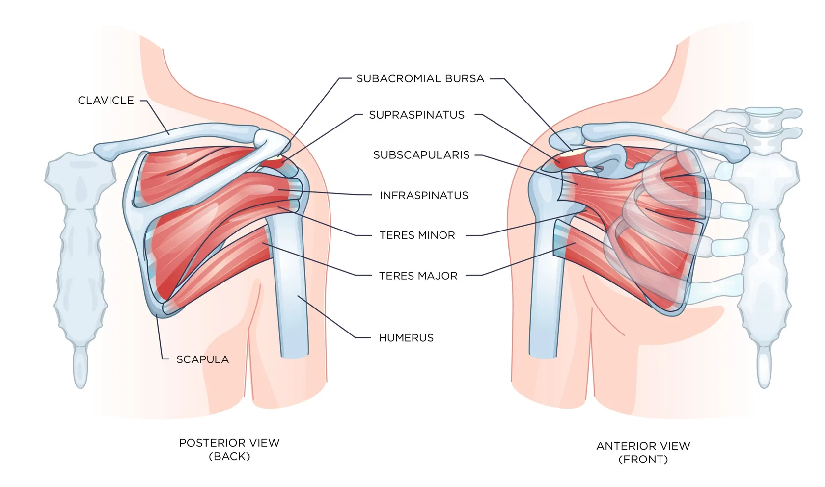 Shoulder Anatomy