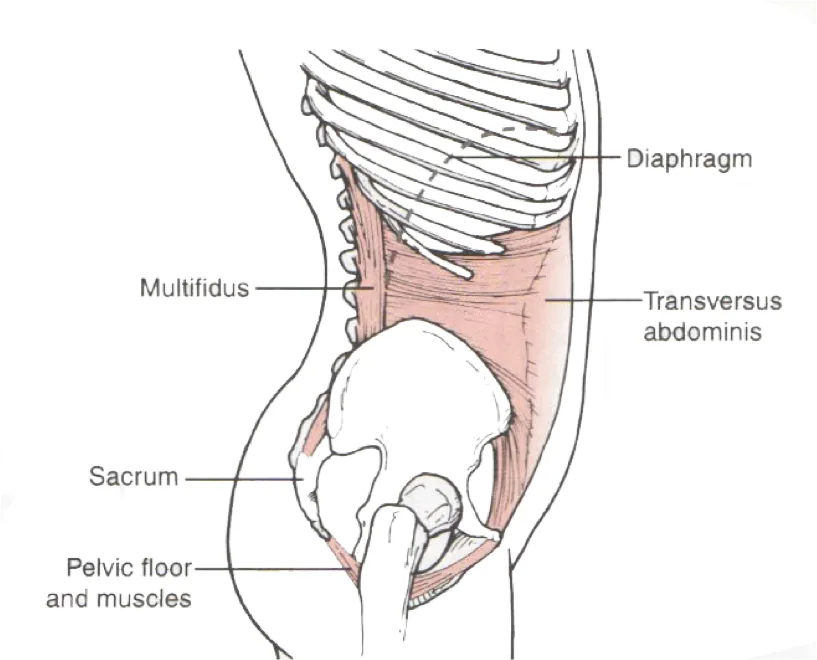 The deep core muscles